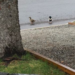 Meet your Posher, Carine